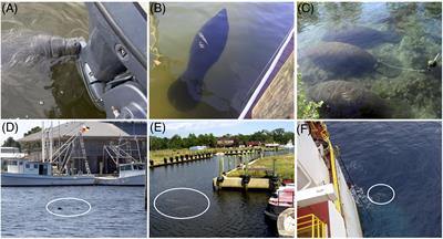 Linking Use of Ship Channels by West Indian Manatees (Trichechus manatus) to Seasonal Migration and Habitat Use